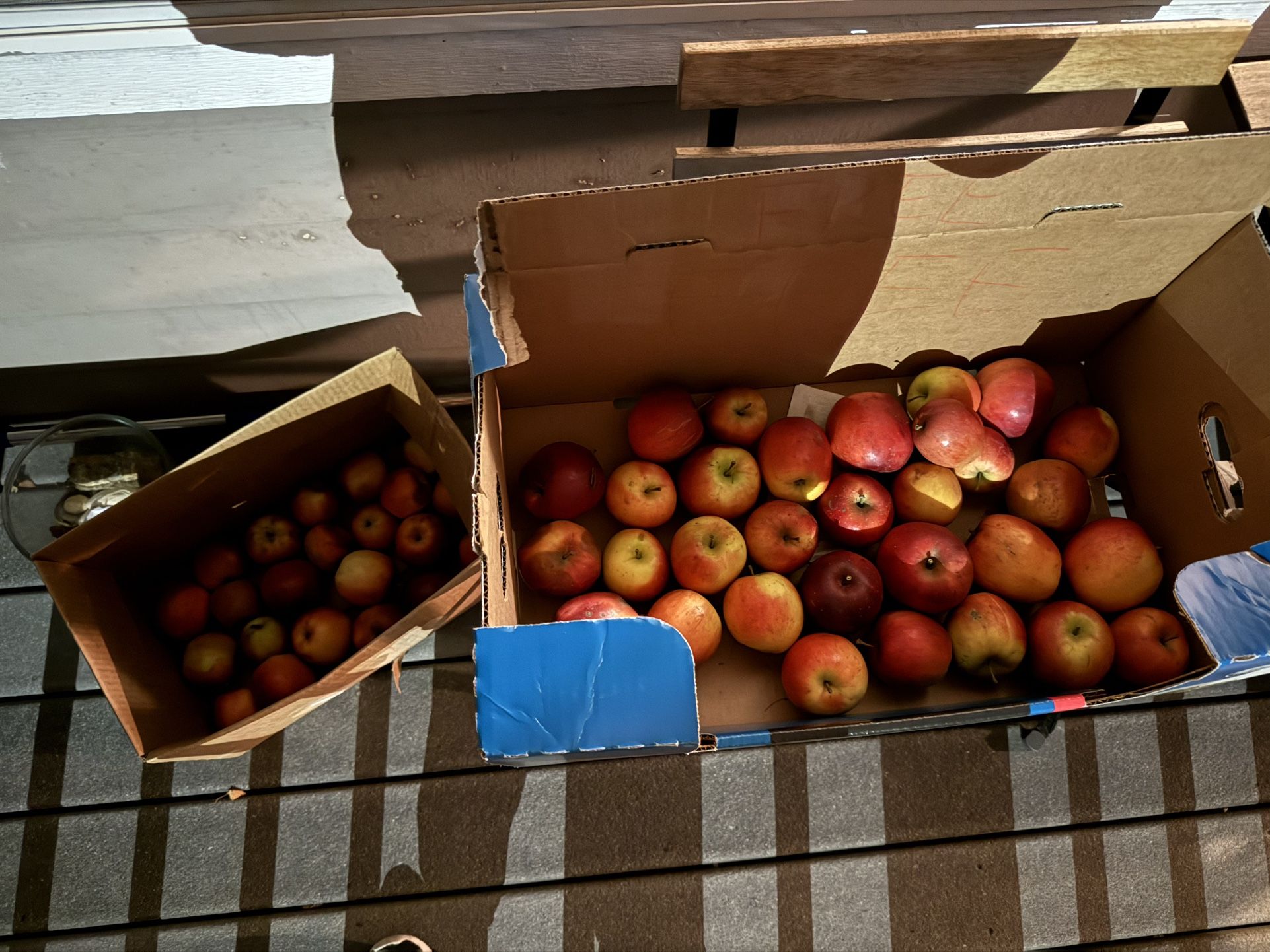 Free Apples From The Tree