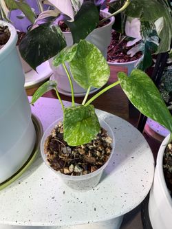Monstera white monster