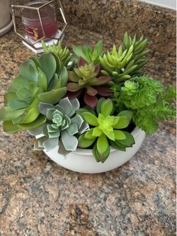 Succulent Home Decor
