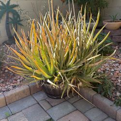 XL Aloe Vera