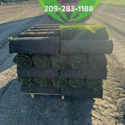 Best QUALITY Sod 