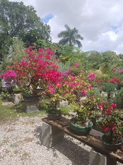Bonsai Garden🌺Bougainvillea Bonsai From $110