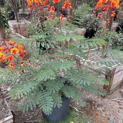 Mexican Bird of Paradise 15gal
