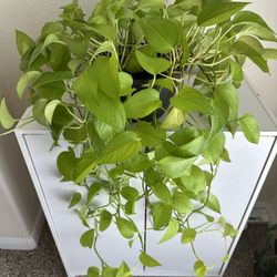 Neon pothos in 8” plastic pot