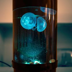Jelly Fish Tank 