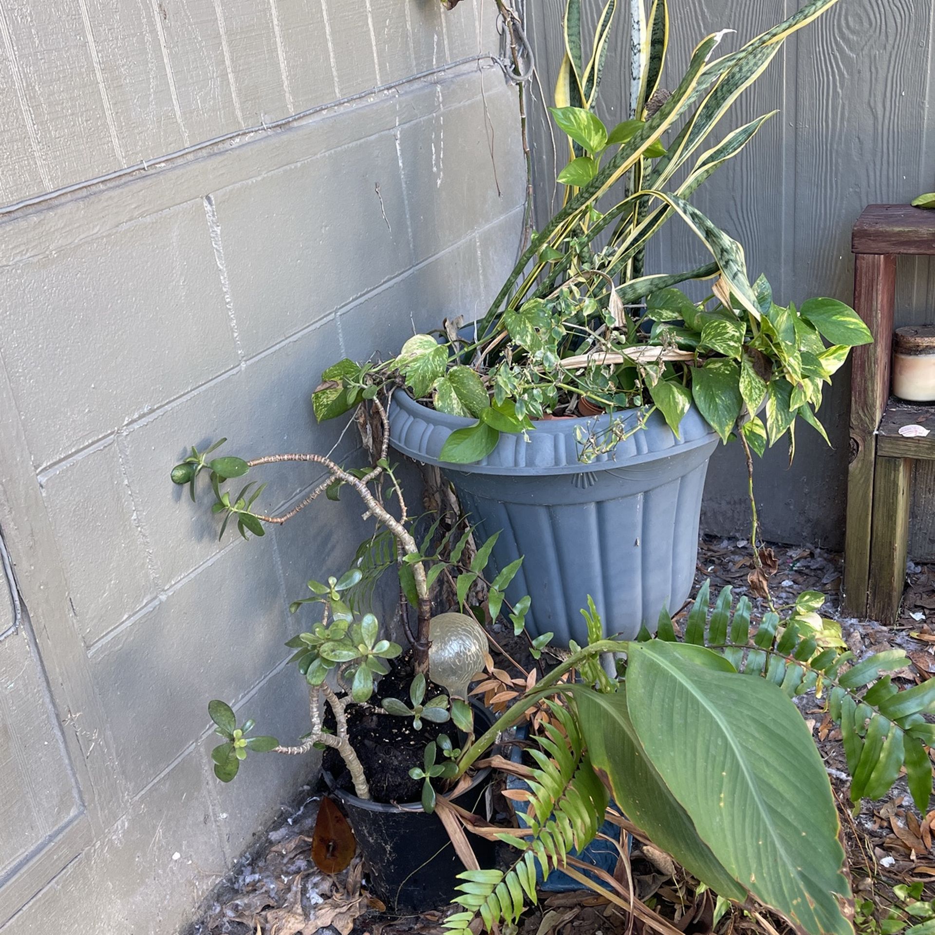 Free Plants! Additional Free Pots For Plants 