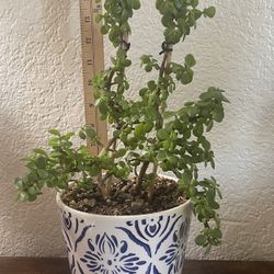 Portulacaria Afra (live succulent plant)