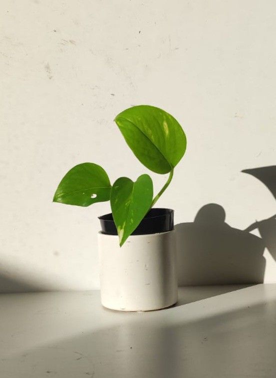 Lush High Variegation Money Plant Pothos/ House Plant/ Indoor Plant Flower Patio Garden 