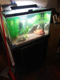 Visio Fish Tank Stand Included  W24”xH16”xD11”