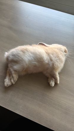 Taxidermy