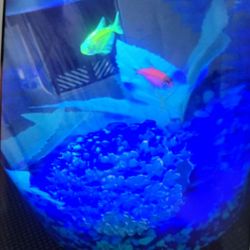 Cylindrical Betta Desktop Imagitarium Fish Tank Kit Led Color Changing Tank Great Condition