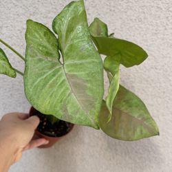 Beautiful Pink Confetti Syngonium Plant