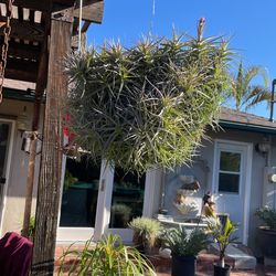 Air plant hanging ball  