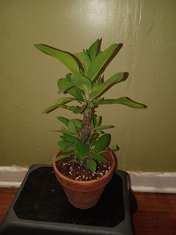 Crown of Thorns (Euphorbia milii),