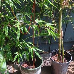 Bamboo  Black 