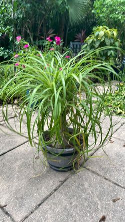 Ponytail palm in a 6 inch pot