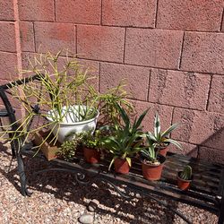 7 Plants (4) agave  (3) other.  $45