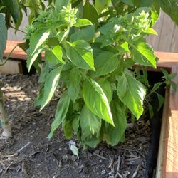 Basil Plant