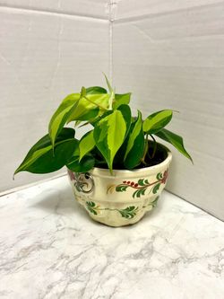 Indoor Plant 🪴