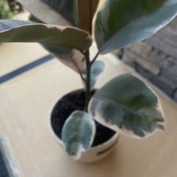 Ficus In Ceramic Pot $20