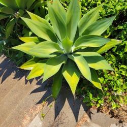 Cactus Succulents Foxtail Agave Plants Qty Avail.