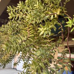 Hanging Succulent Plants 