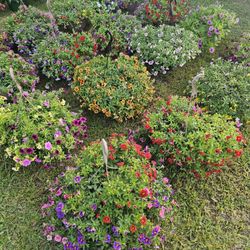MORE MILLION BELLS, CALIBRACHOA. Beautiful And Healthy HANGING BASKETS PLANTS ARRIVED. $14 each