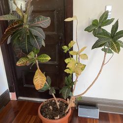 4’5 Croton Plant