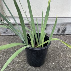 Purple Iris Perennial Plants $3 For 5-7 Plants/Rhizomes