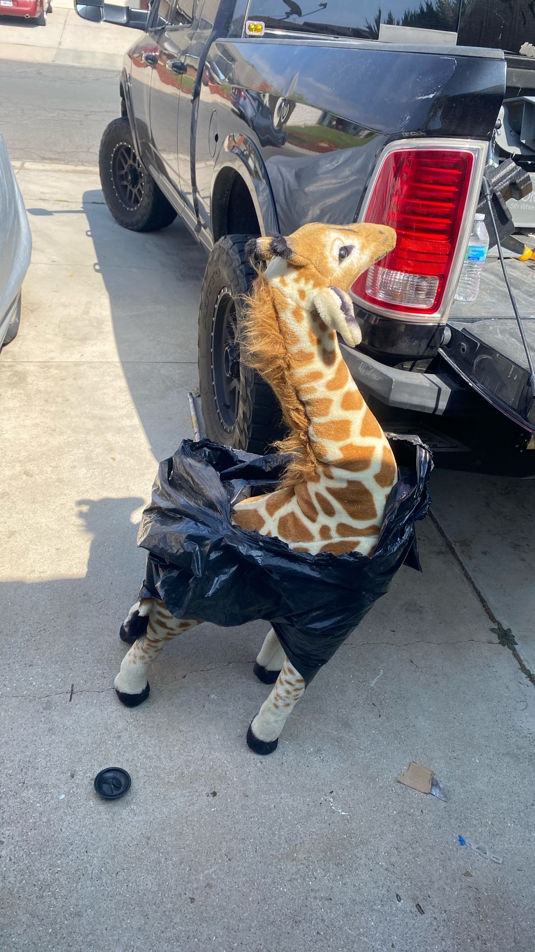 Giraffe