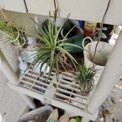 Air Plant