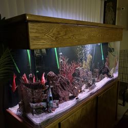 Fish Tank 