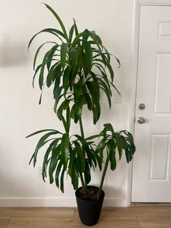 Large & Healthy Dracaena (Corn Plant) in Pot