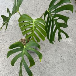 Monstera Sierrana Hawaiian 