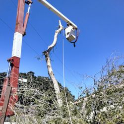 Tree Work