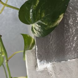Pothos Variegated 
