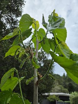 Fruiting Mulberry Tree