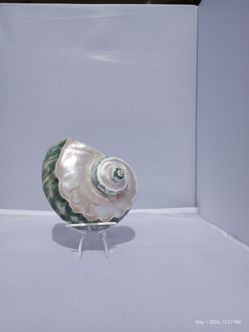 Jade Turbo Shell - small
