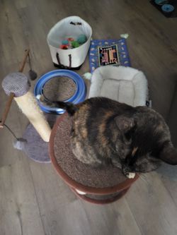 Cat Toys