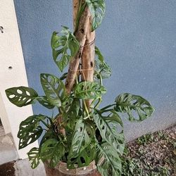 Decorative Monstera Adansonii