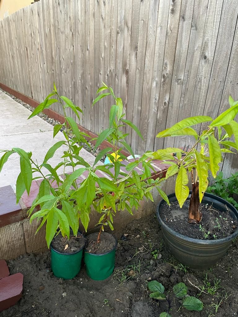 Peach Tree