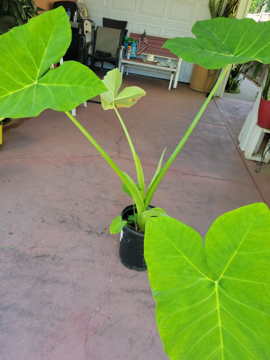 Elephant Ear Plant In 5gal Pot Over 3ft Tall