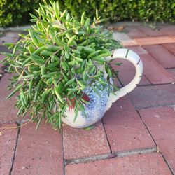 Neclace rubi succulent 