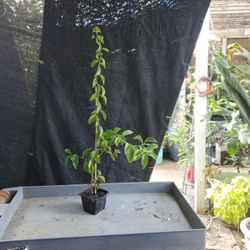 Medicinal herb  una de gato