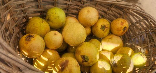 Free pink guavas