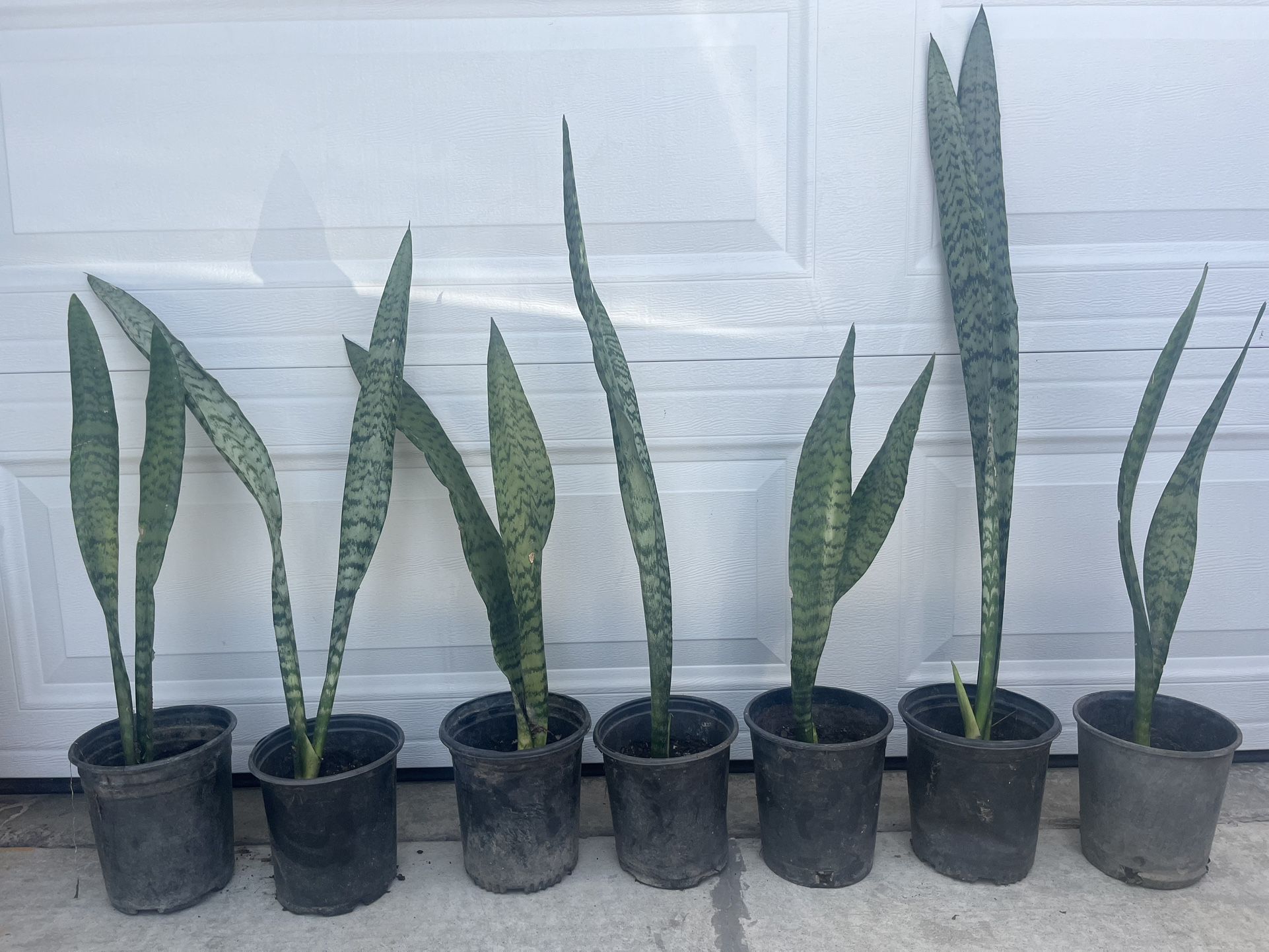 Snake plant indoor Or Outdoor