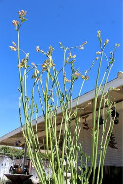 A tall slipper plant in a large ceramic pot