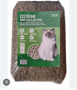 Kittens litter