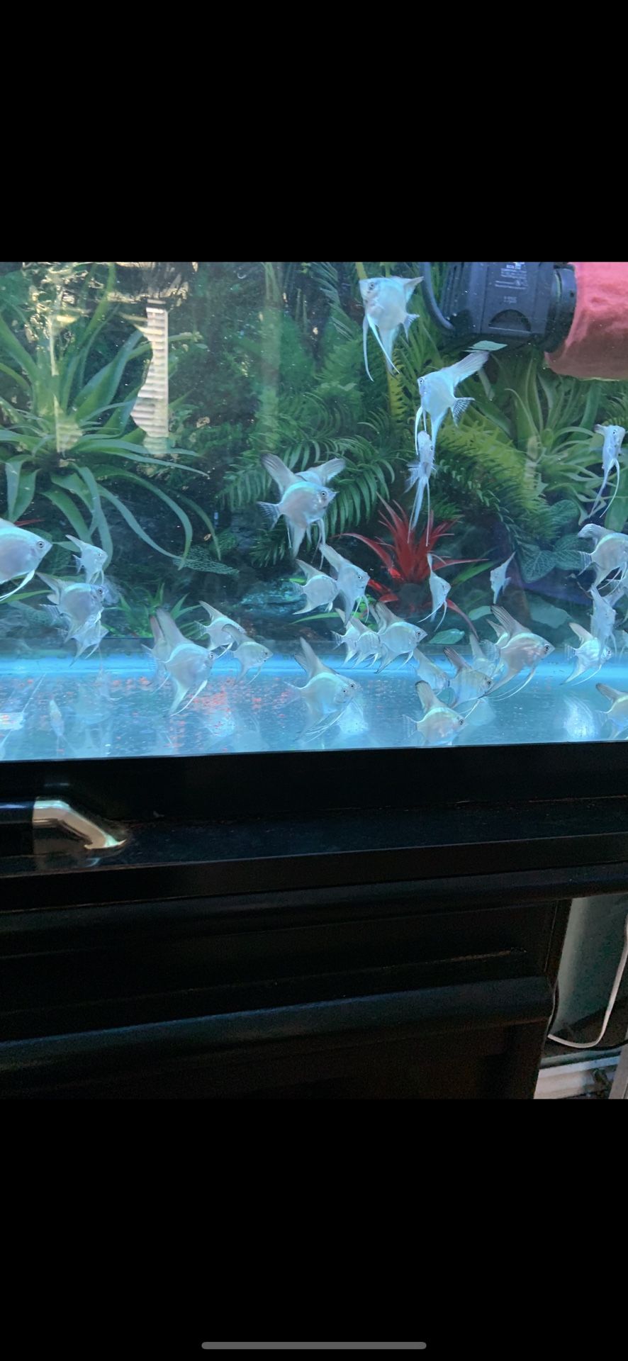 Blue Angellfishh