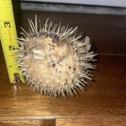taxidermy pufferfish, likely a porcupine fish